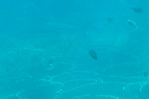 Grey reef shark “Carcharhinus amblyrhynchos” is found in the top left corner