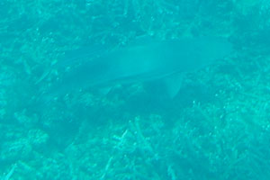 Grey reef shark “Carcharhinus amblyrhynchos”