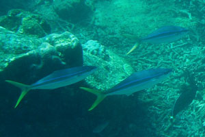 Yellowtail fish with two horizontal stripes on the body on the Rawa island