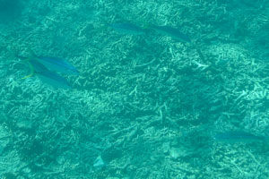 Yellowtail fish with white belly and blue back on the Rawa island