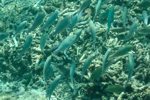 Large school of the parrotfish on the Rawa island