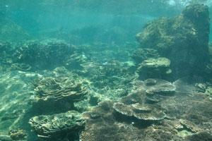 Montipora corals on the Rawa island
