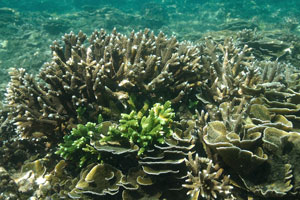 Montipora corals and Staghorn corals on the Rawa island