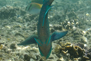 Greencheek parrotfish “Scarus prasiognathos” was photographed from the belly side