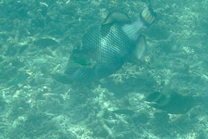Titan triggerfish “Balistoides viridescens” on the Tokong Burung island