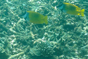 Double bar rabbitfish “Siganus virgatus” has the wide black-and-white stripes on the head