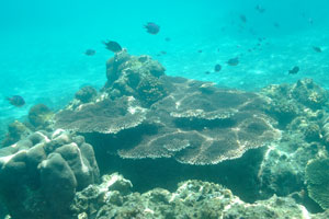 Huge table corals are here as if to create the breathtaking landscape of the sea bottom