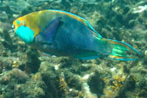 Greencheek parrotfish “Scarus prasiognathos” on the western beach of the Rawa island
