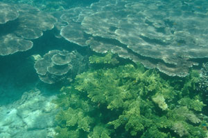 Variety of the table corals near the Serengeh island