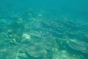 Landscape of the sea bottom near the Serengeh island