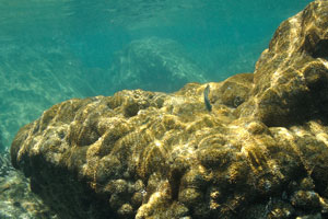Colony of the corals develops on the stone