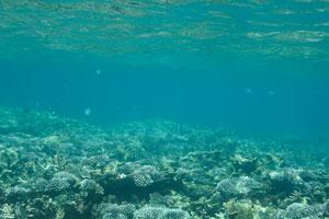 Underwater world on the western beach of the Rawa island
