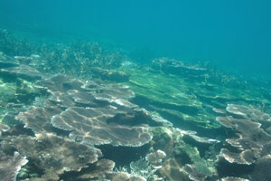 Spectacular table corals on the Serengeh island