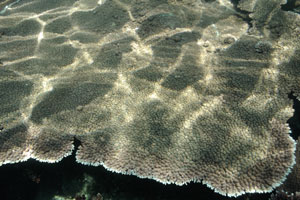 Reflections from the sun amazingly shimmer on the surface of coral