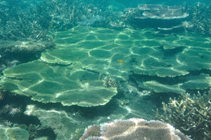 Emerald corals of the Serengeh island