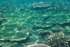 Emerald table corals create unforgettable landscape of the Serengeh island