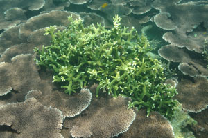 Staghorn corals are shining in the sun on the Serengeh island