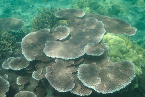 Giant clam is found between the brown table corals