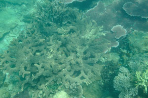 Elkhorn coral “Acropora palmata” on the Serengeh island