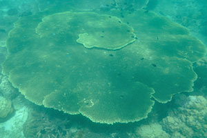 Huge green table coral on the Serengeh island