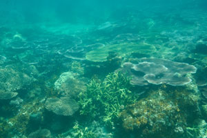 Underwater landscape of the Serengeh island