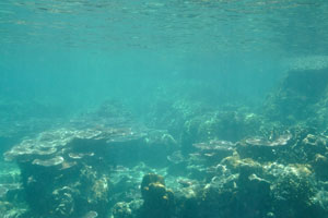 Underwater landscape of the Serengeh island is one of the best in the Perhentian islands area
