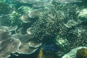 Blue giant clam and grey table corals on the Serengeh islands