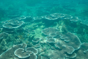 Sea bottom around the Serengeh island is covered by the myriads of table corals