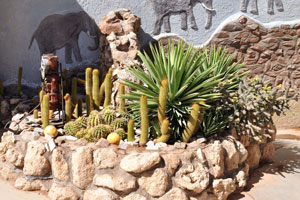 This flower bed with succulents was created at the entrance to Cafe van der Lee in Solitaire