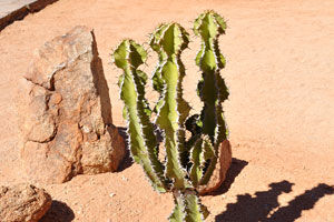 A spiny plant of euphorbia species grows in the Solitaire Lodge