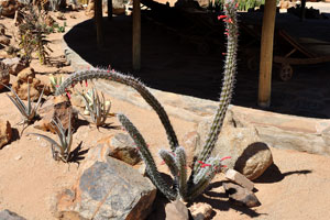 A spiny creeping cactus of cereus species grows in the Solitaire Lodge