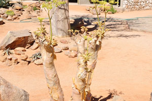 A plant of cyphostemma species grows in the Solitaire Lodge