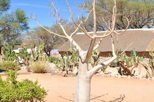 A leafless baobab tree is in the Solitaire Lodge