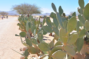 Plants of opuntia grow along the road to the Solitaire Lodge