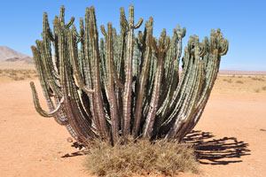 Big Euphorbia virosa located at the following geo coordinates: -23.65323, 15.85645