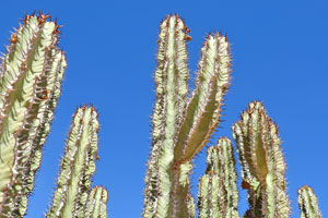 The stems of Big Euphorbia virosa which grows at the following geo coordinates: -23.65323, 15.85645