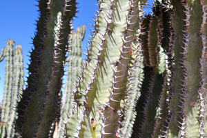 The stems of Big Euphorbia virosa which grows near C14 road