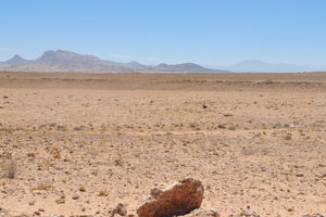 A wild ostrich is running away across the desert