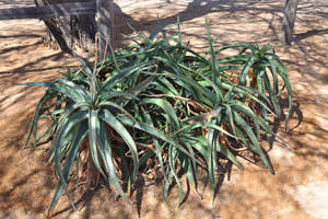 A shrub of aloe grows in Solitaire