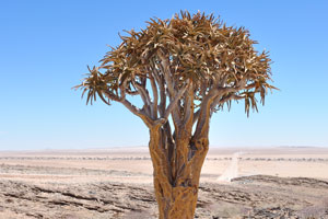 This quiver tree is located near the Picnic Spot and Viewpoint at the following geo coordinates: -23.310530, 15.511018