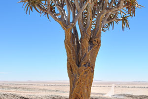 The quiver tree is photographed on the background of C14 road