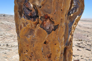 This is the trunk of the quiver tree which grows near C14 road in the “Picnic Spot and Viewpoint” area