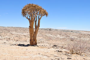 This is one of the quiver trees which grow at the “Picnic Spot and Viewpoint”
