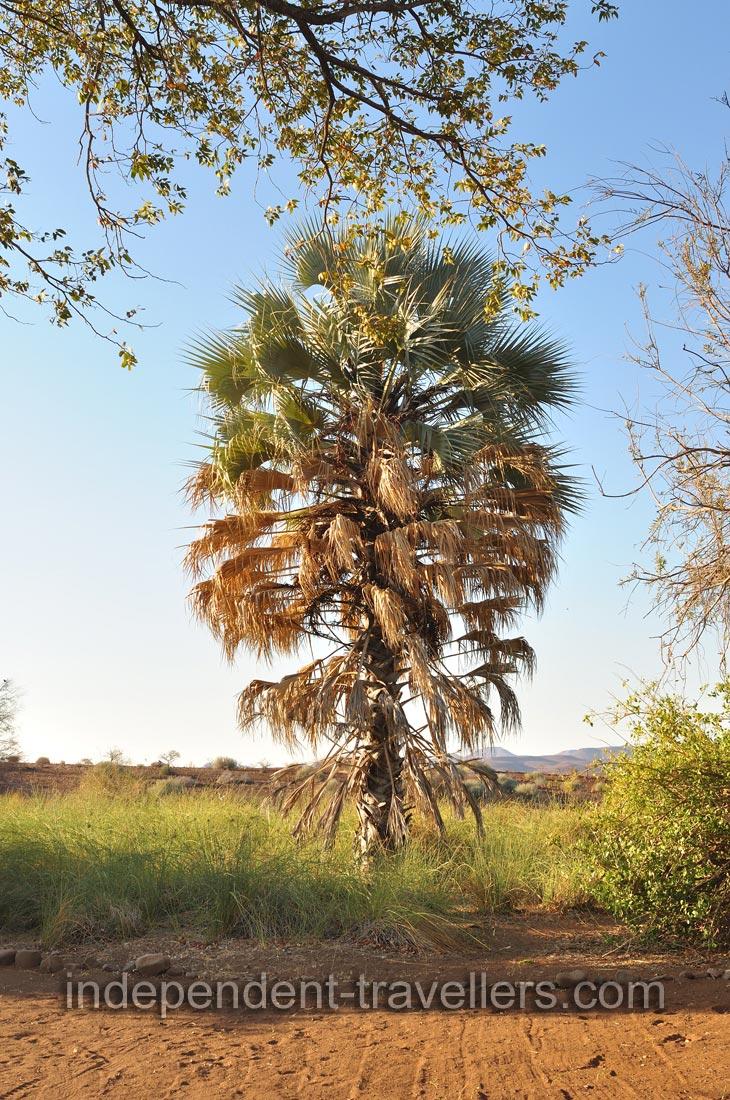 Different exotic palm trees surround Palm Camp