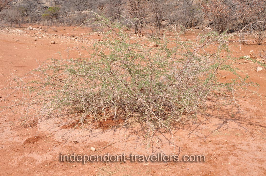A thorn bush