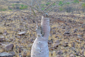 The Bottle tree (Pachypodium lealii) grows along C43 road between Palmwag and Sesfontein in Namibia
