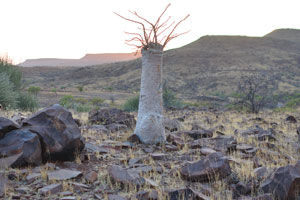 This Bottle tree “Pachypodium lealii” grows near the following geo coordinates: -19.589417, 13.876333