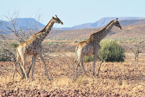 Two giraffes are walking beside the road