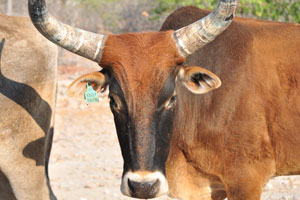 The cow marked XB07 867B is on C43 road between Sesfontein and Opuwo