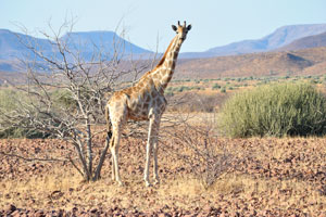 A giraffe is watching on us beside the road